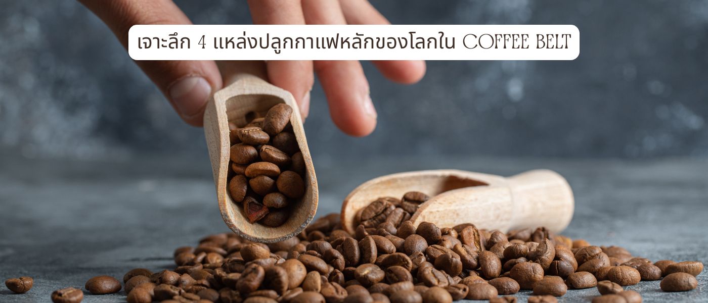 เจาะลึก 4 แหล่งปลูกกาแฟหลักของโลกใน Coffee Belt