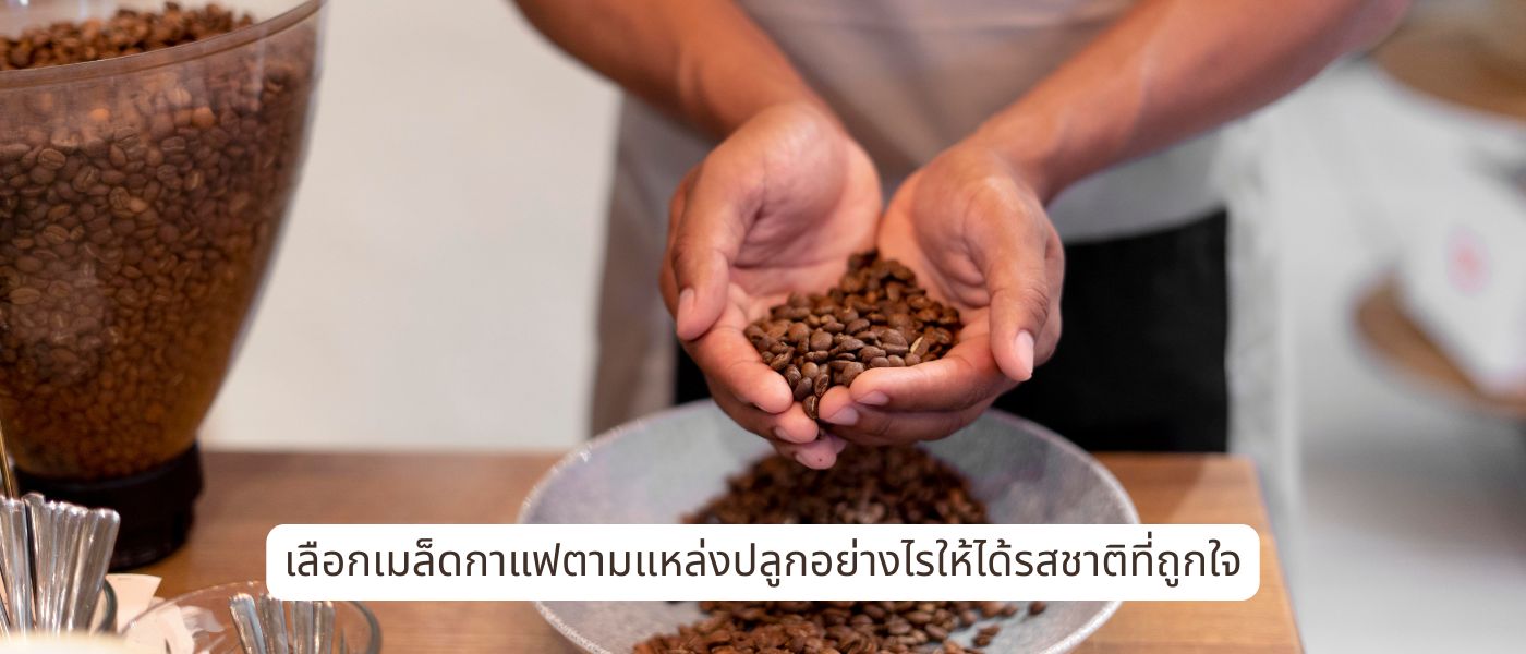 เลือกเมล็ดกาแฟตามแหล่งปลูกอย่างไรให้ได้รสชาติที่ถูกใจ